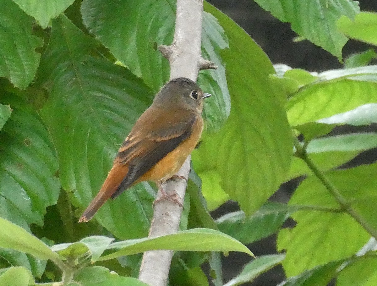Ferruginous Flycatcher - ML644501922