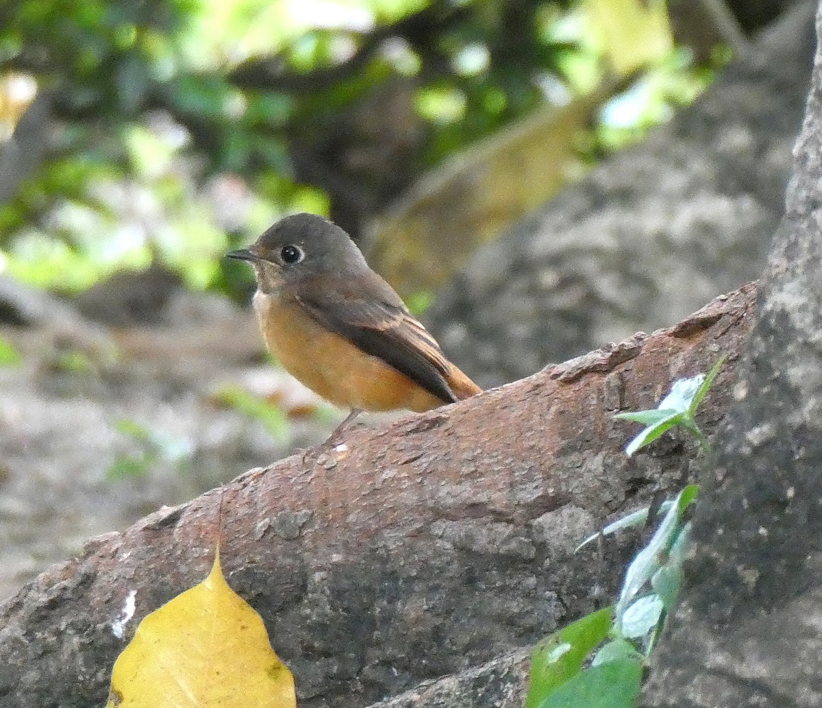 Ferruginous Flycatcher - ML644501923
