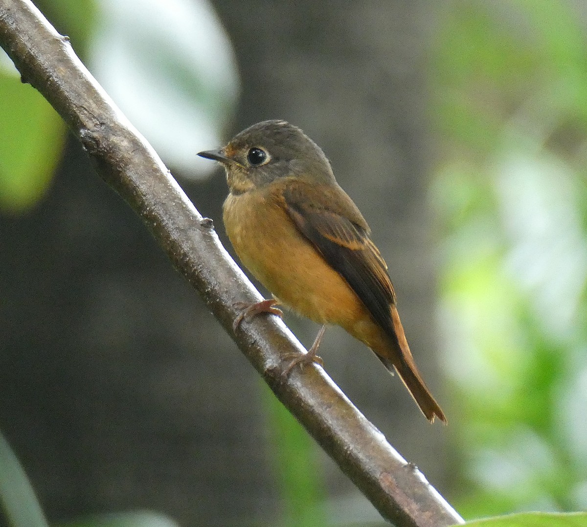 Ferruginous Flycatcher - ML644501924