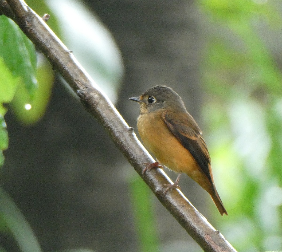 Ferruginous Flycatcher - ML644501925