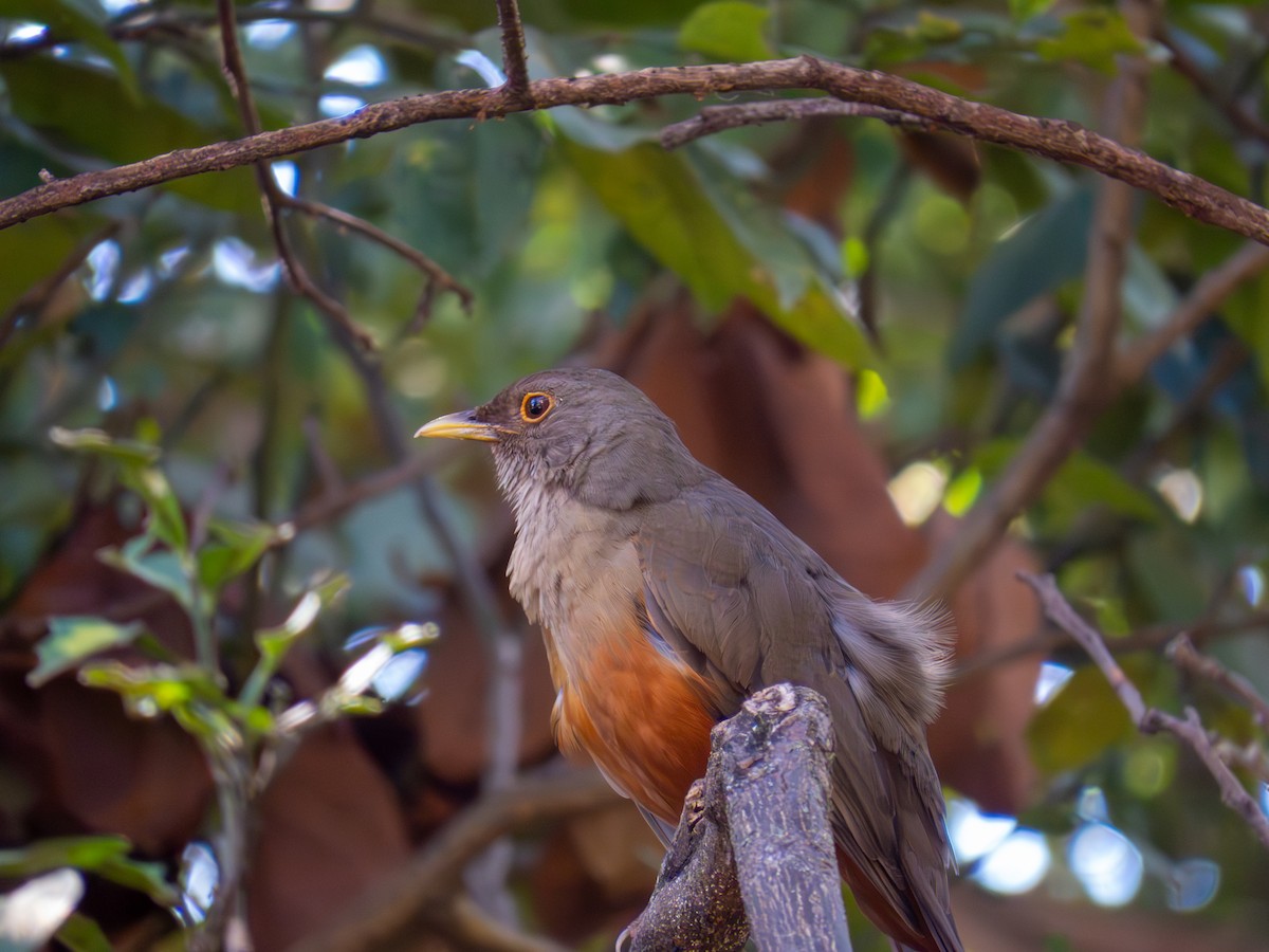 Rufous-bellied Thrush - ML644501931