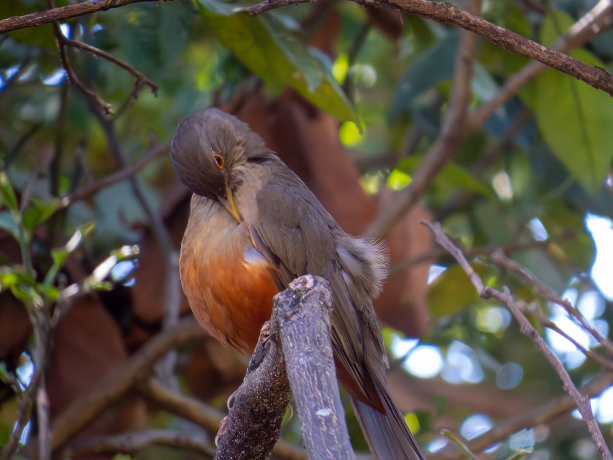 Rufous-bellied Thrush - ML644501932