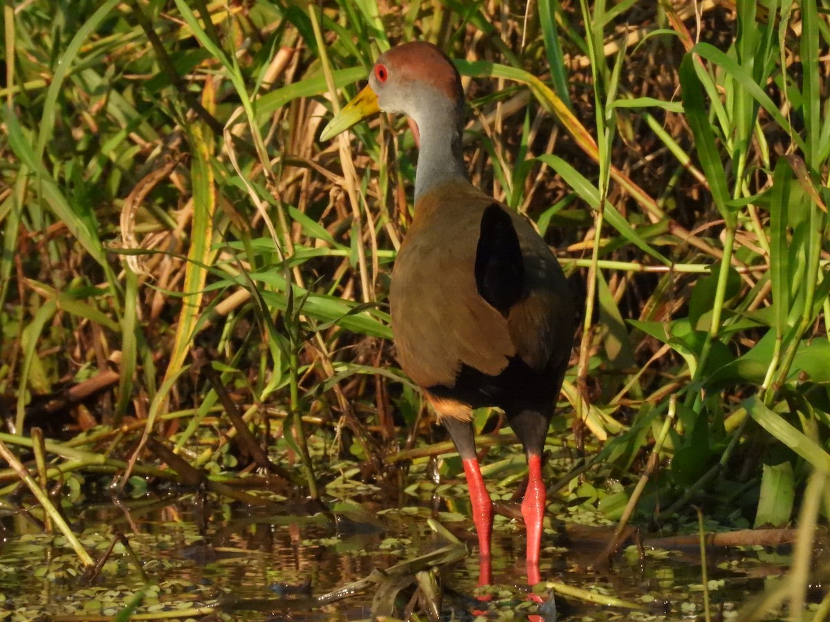 Russet-naped Wood-Rail - ML644501933