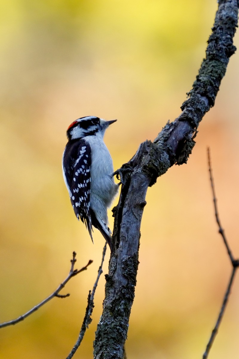 Downy Woodpecker - ML644501937