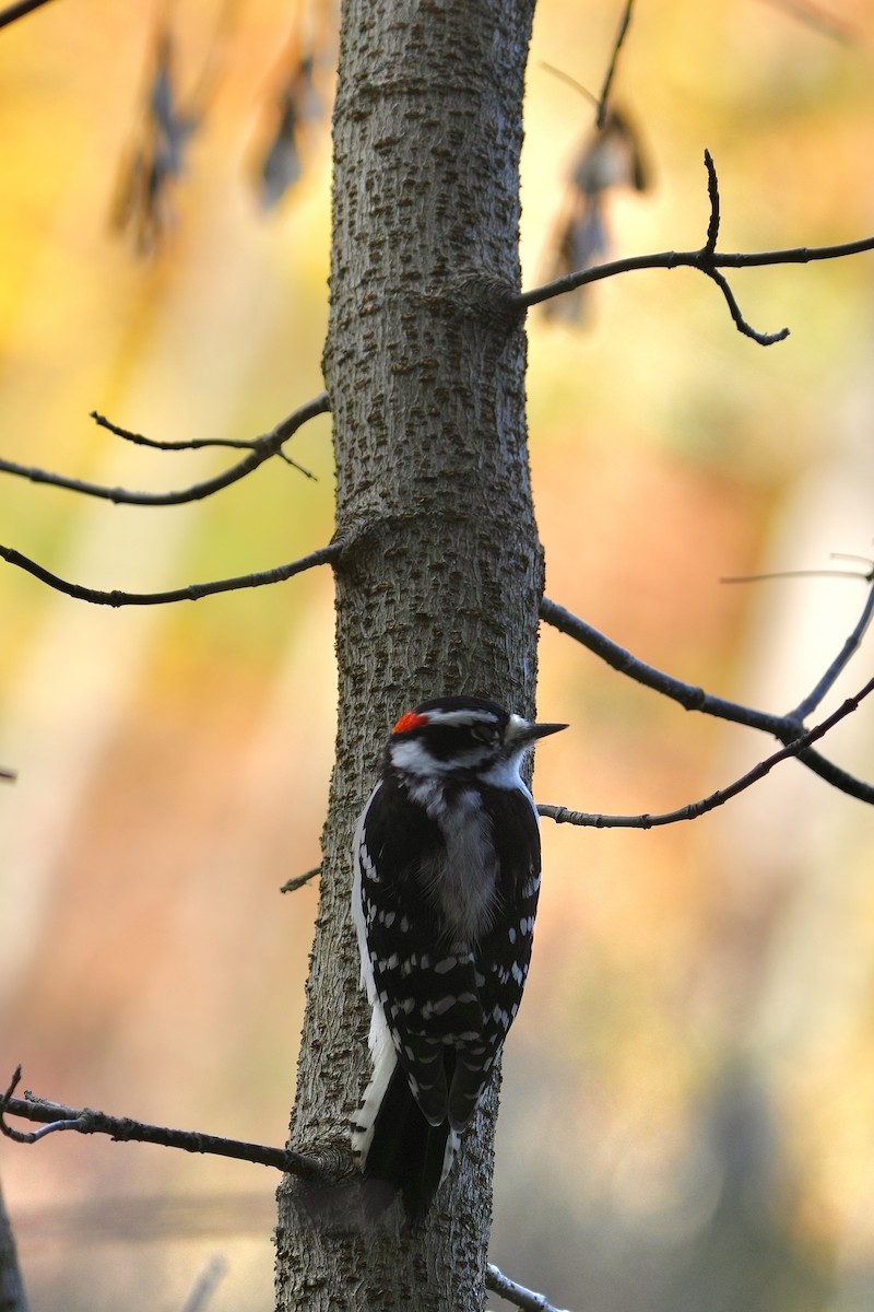 Downy Woodpecker - ML644501938