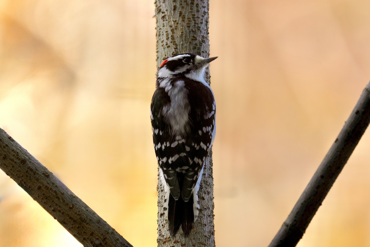 Downy Woodpecker - ML644501939