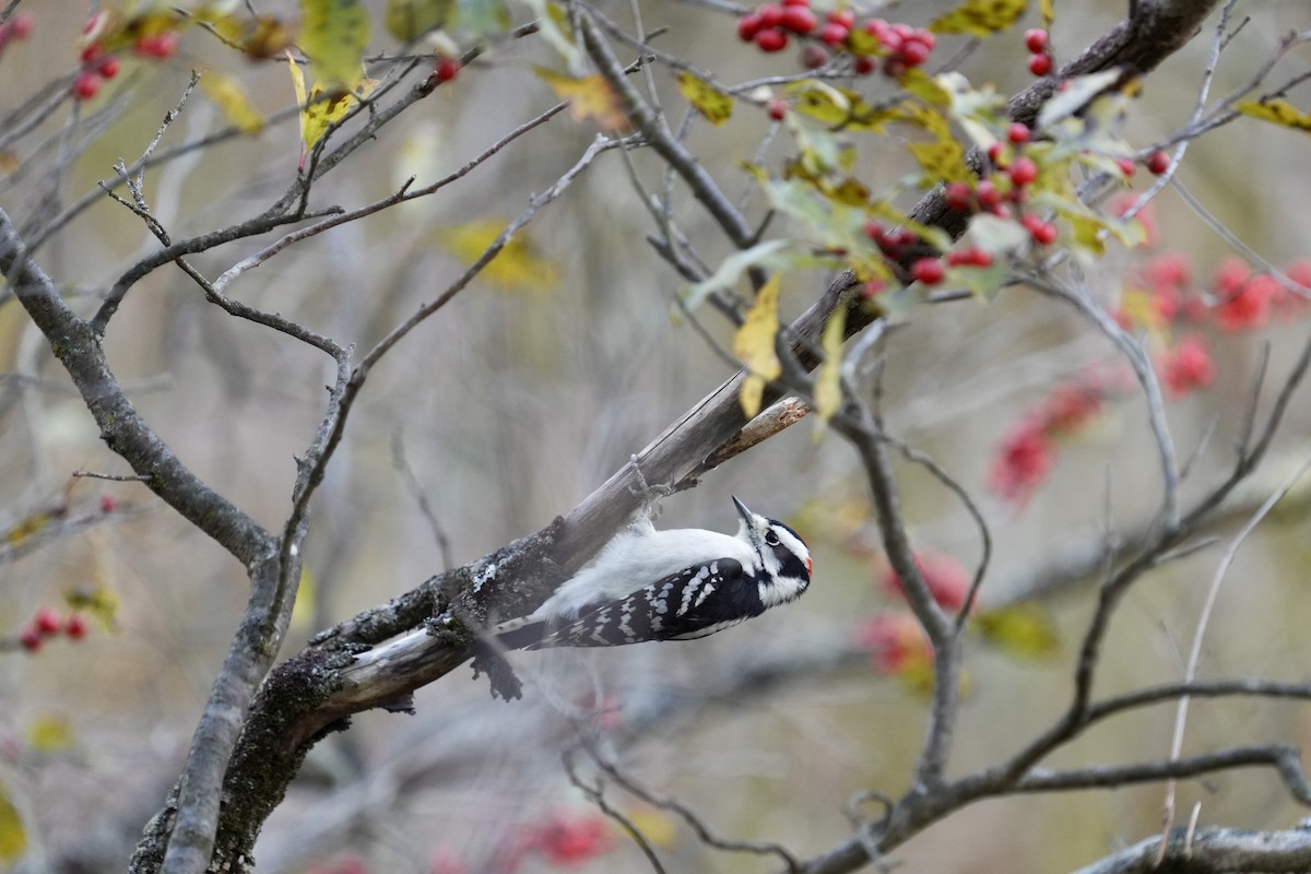 Downy Woodpecker - ML644501940