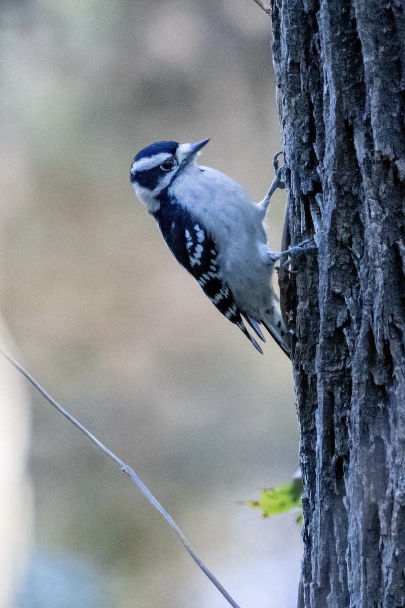 Downy Woodpecker - ML644501957