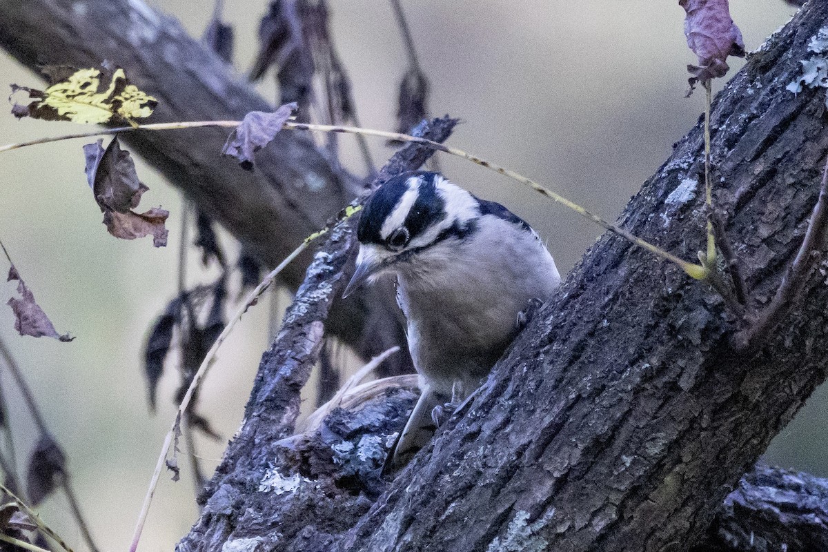 Downy Woodpecker - ML644501958