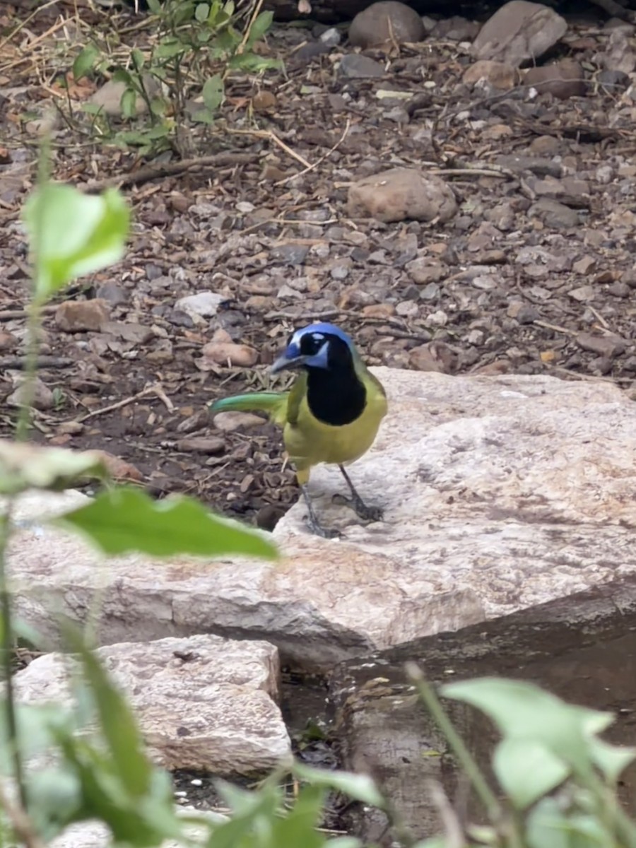 インカサンジャク - ML644501971