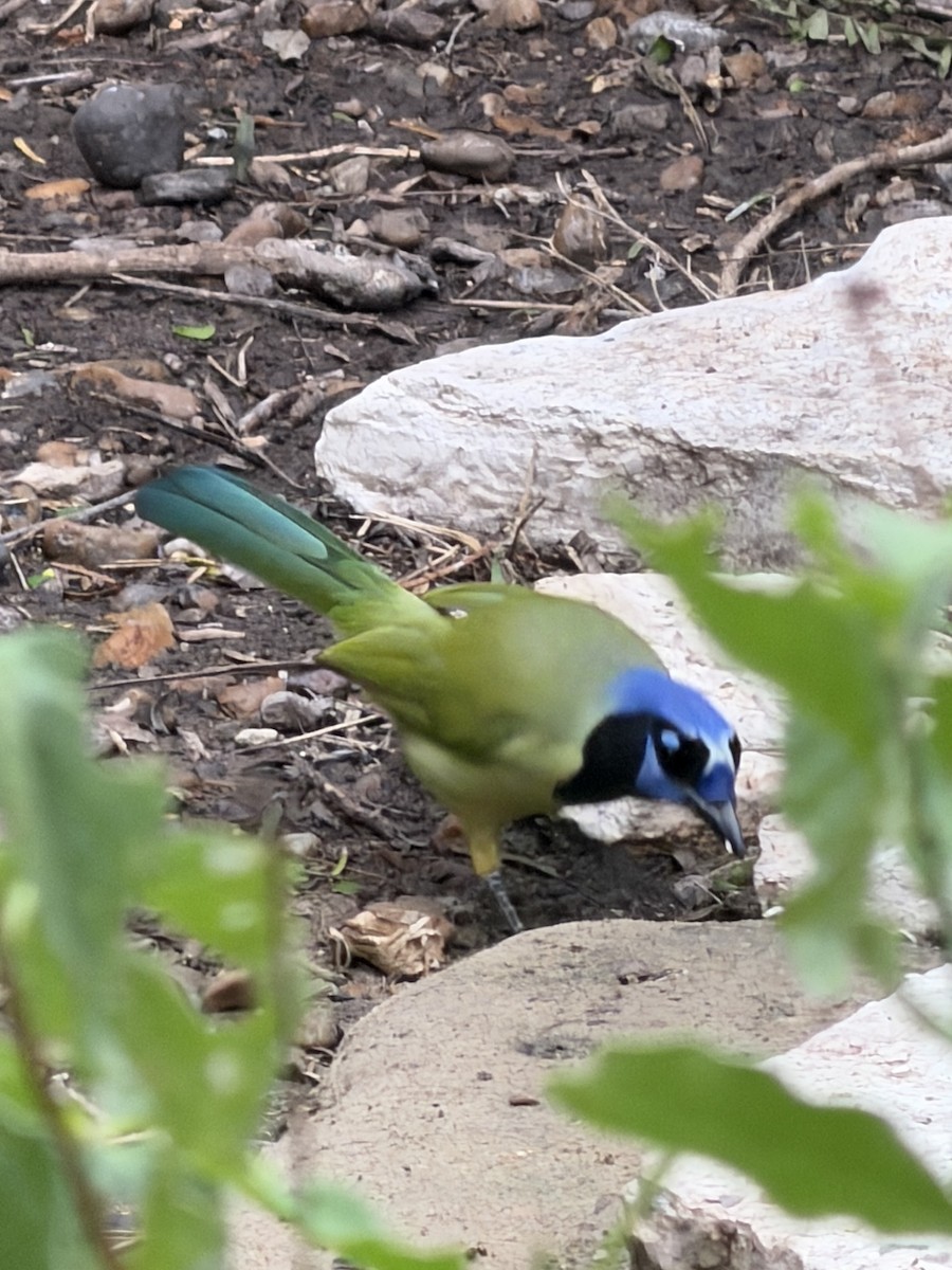 インカサンジャク - ML644501973