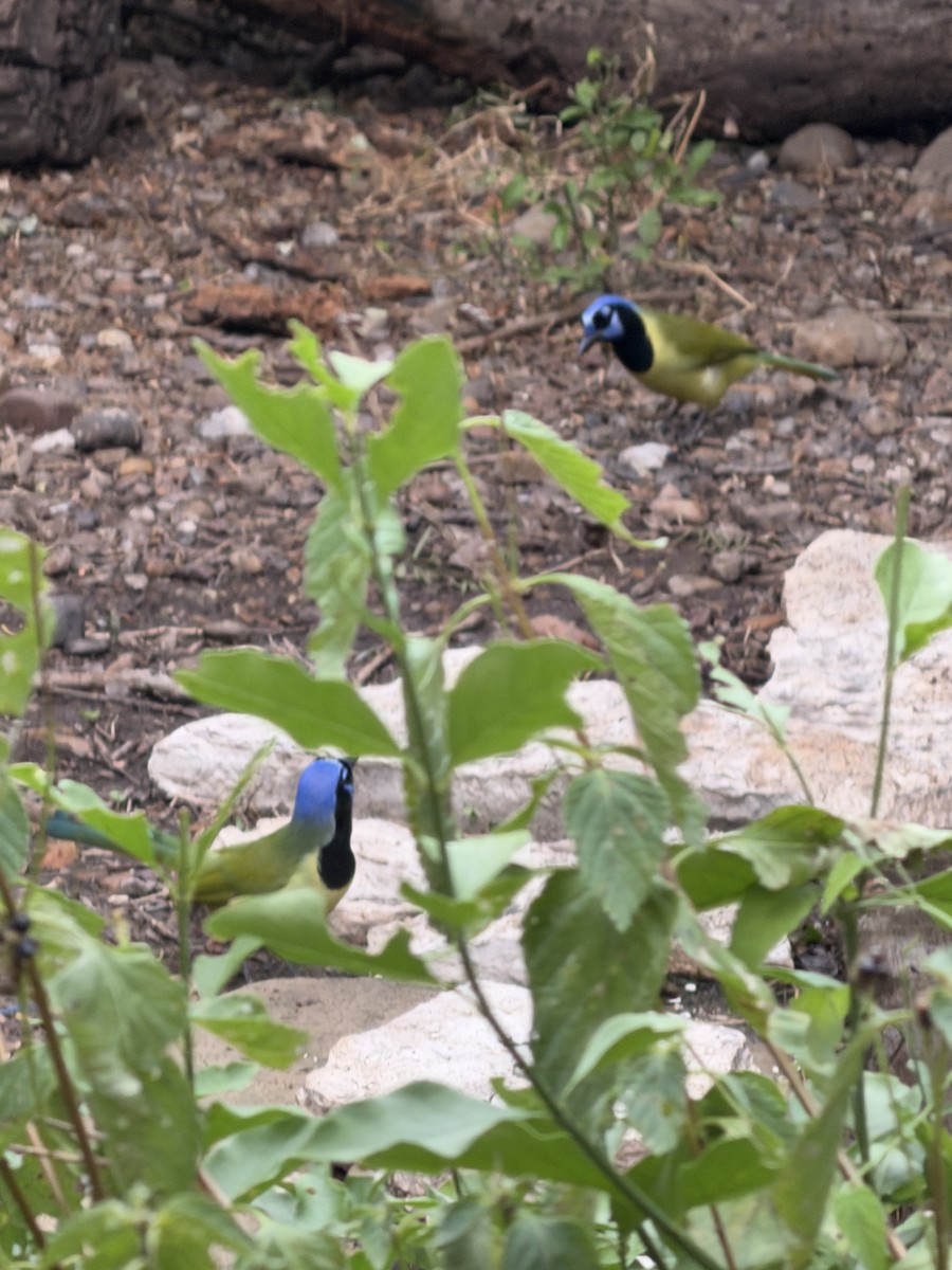 インカサンジャク - ML644501974