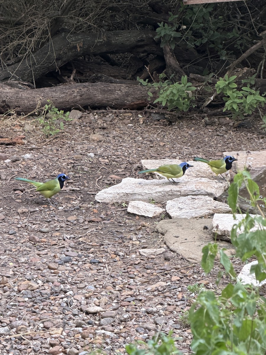 インカサンジャク - ML644501978