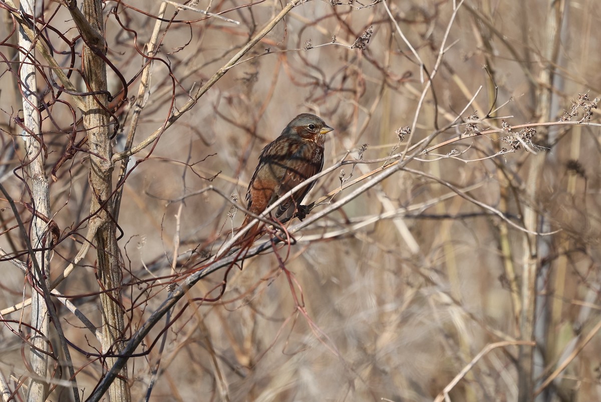 Passerella variabile (iliaca/zaboria) - ML644501984