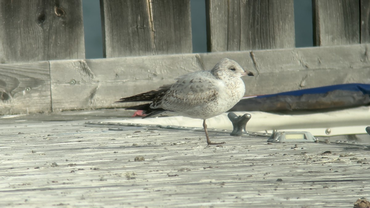 クロワカモメ - ML644501989