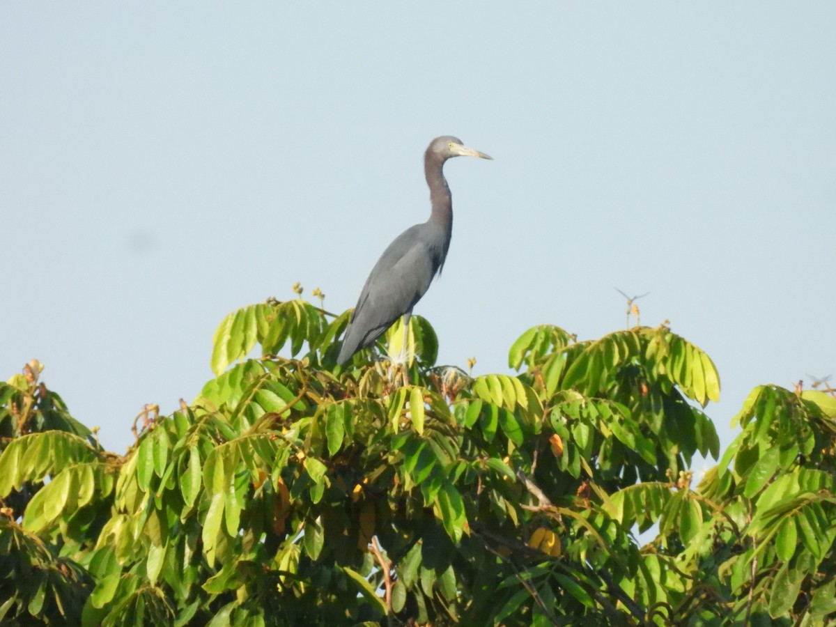 Little Blue Heron - ML644501993
