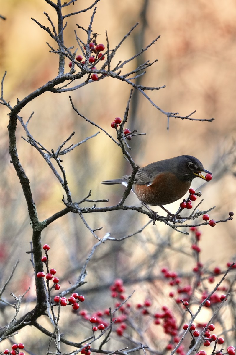 Merle d'Amérique - ML644501995