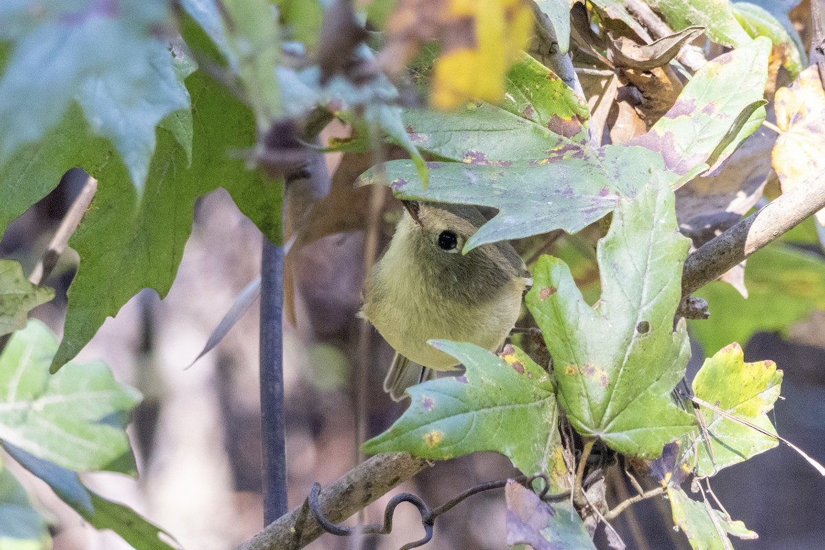 Ruby-crowned Kinglet - ML644501996