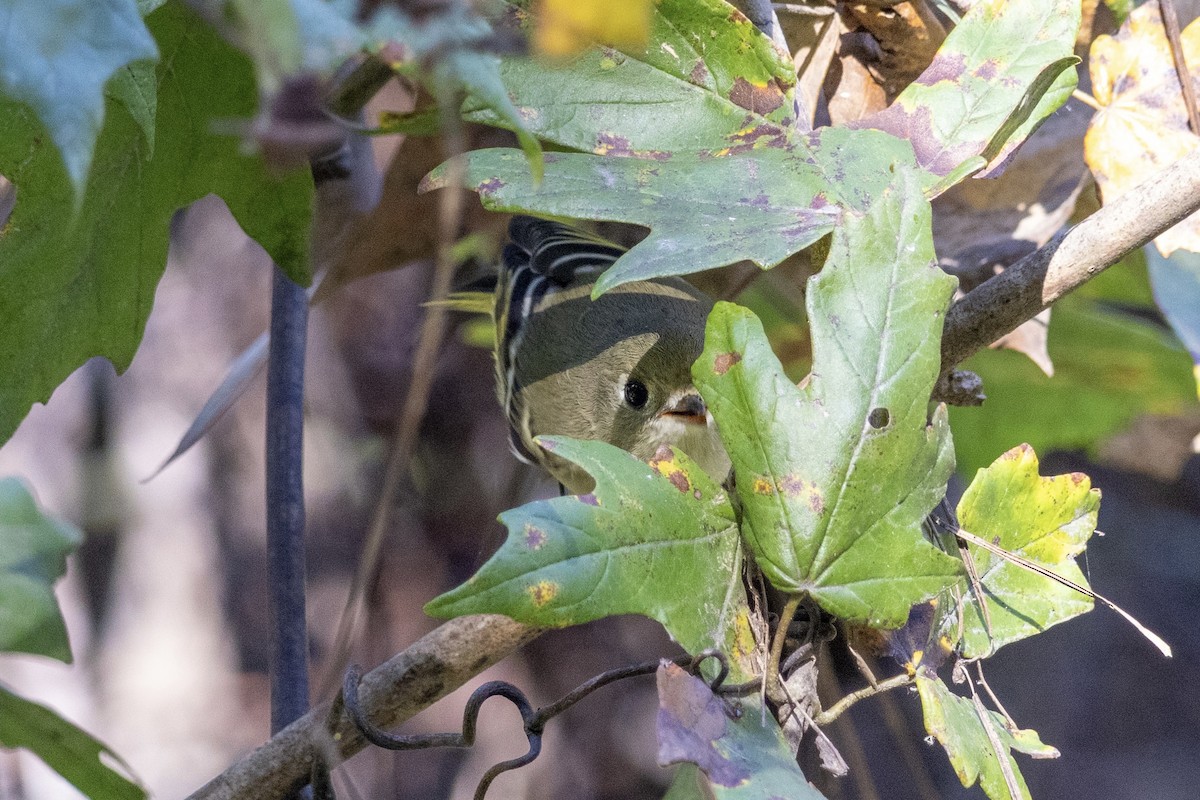 Ruby-crowned Kinglet - ML644501997