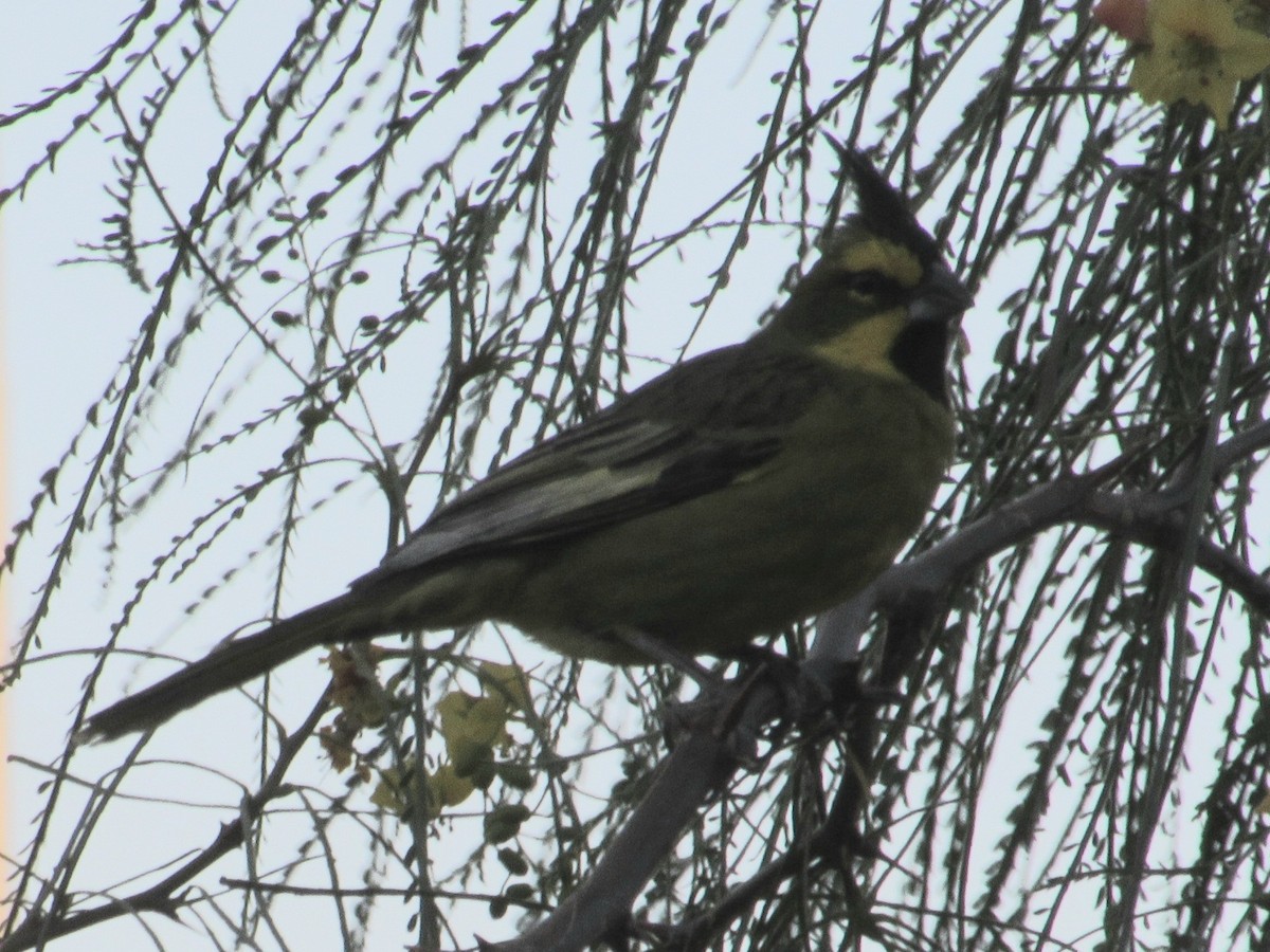 Yellow Cardinal - ML644501998