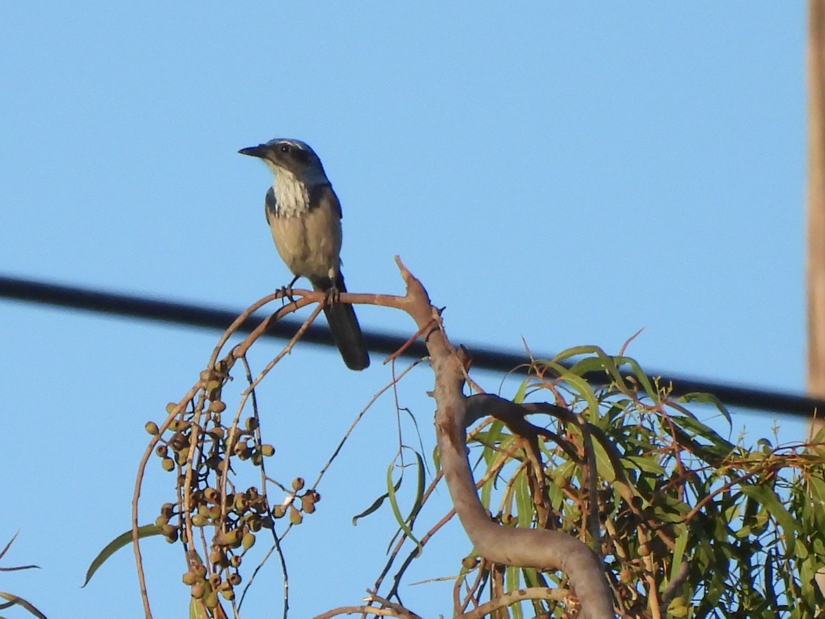 Калифорнийская сойка - ML644502000