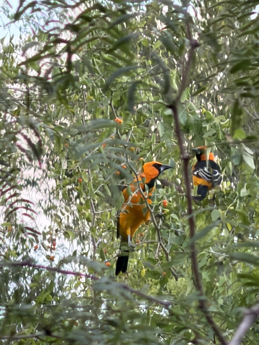 Altamira Oriole - ML644502002