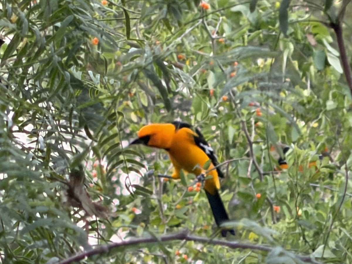Altamira Oriole - ML644502003