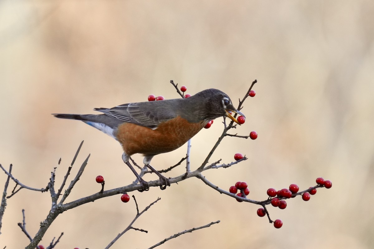Merle d'Amérique - ML644502004