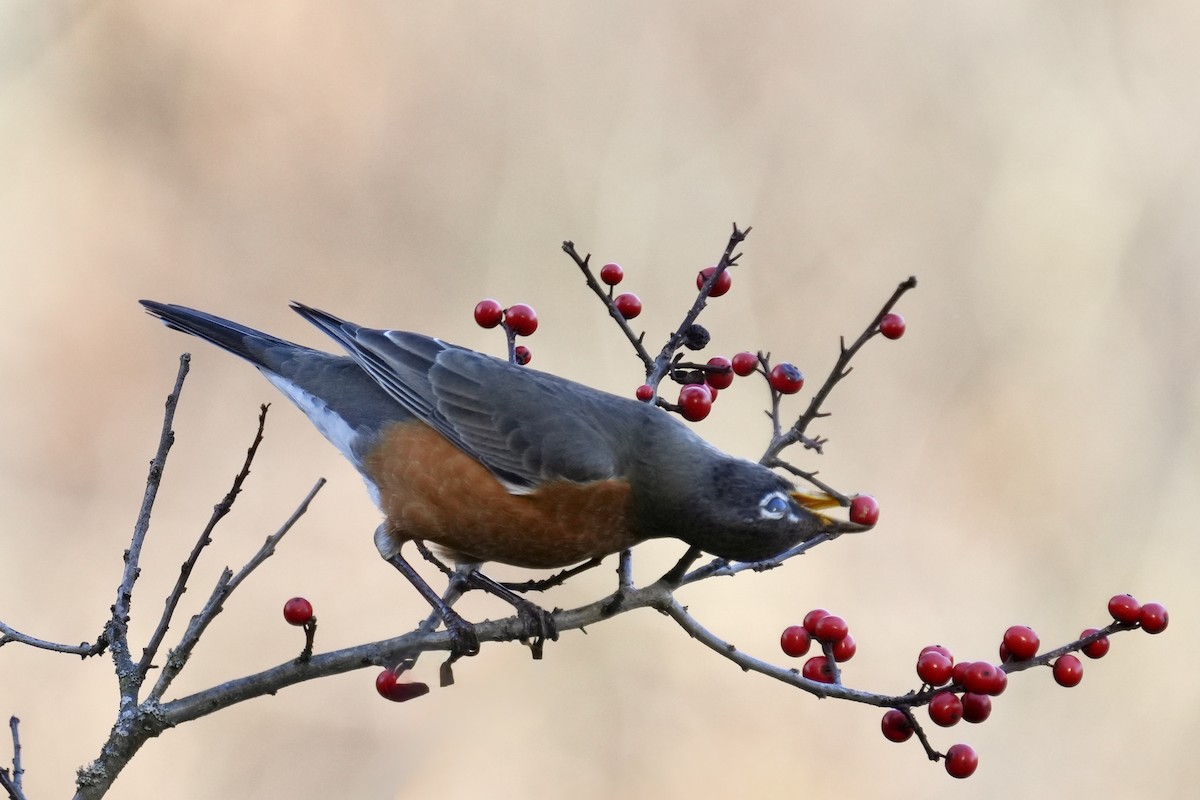 Merle d'Amérique - ML644502005