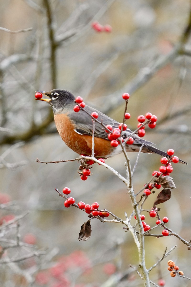 Merle d'Amérique - ML644502006