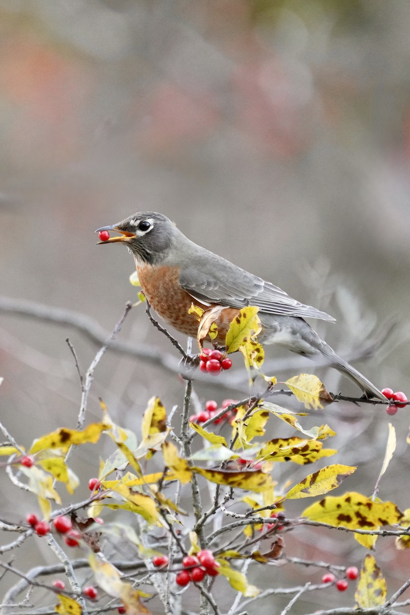 Merle d'Amérique - ML644502007