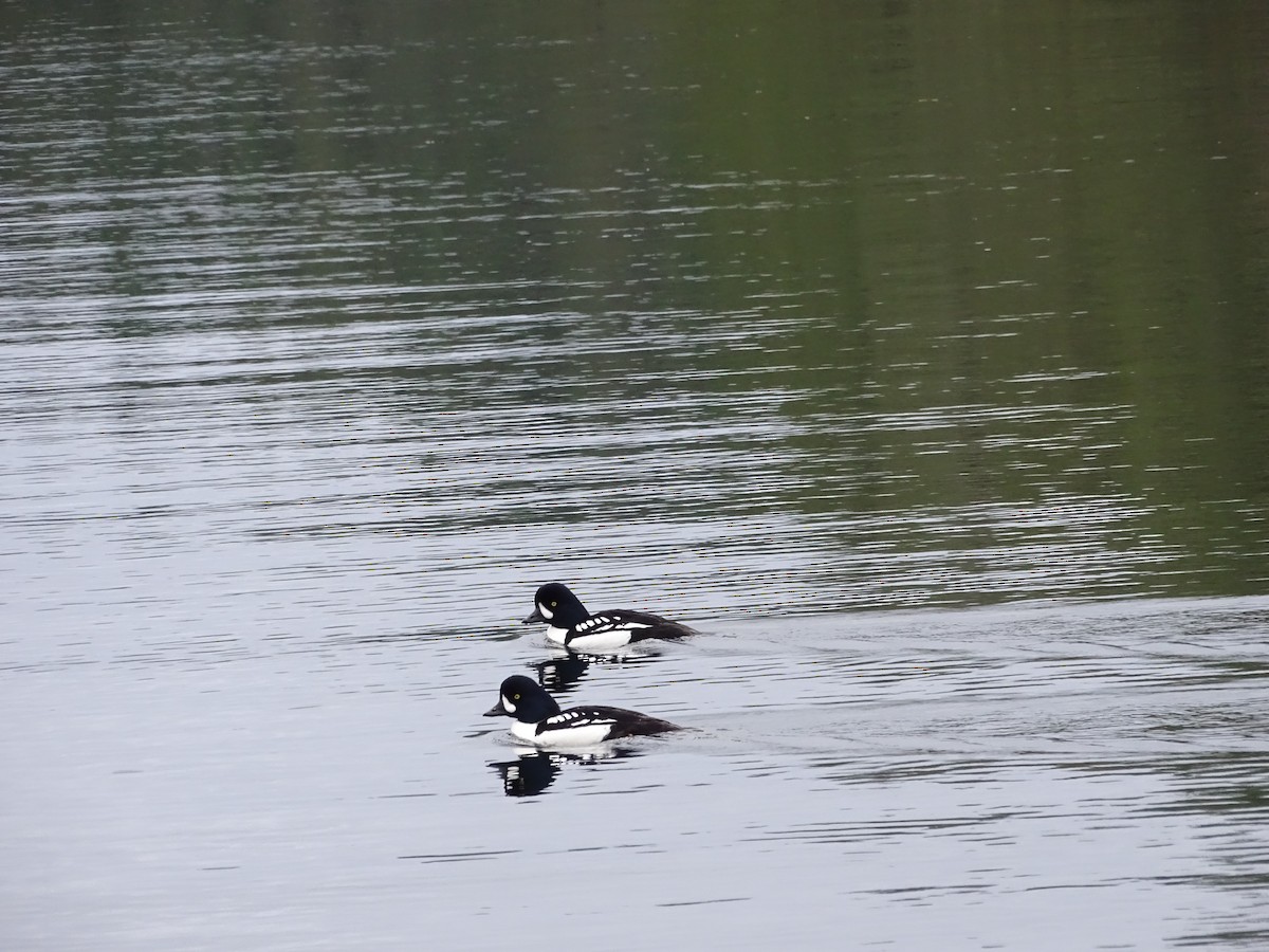 Porrón Islándico - ML644502026