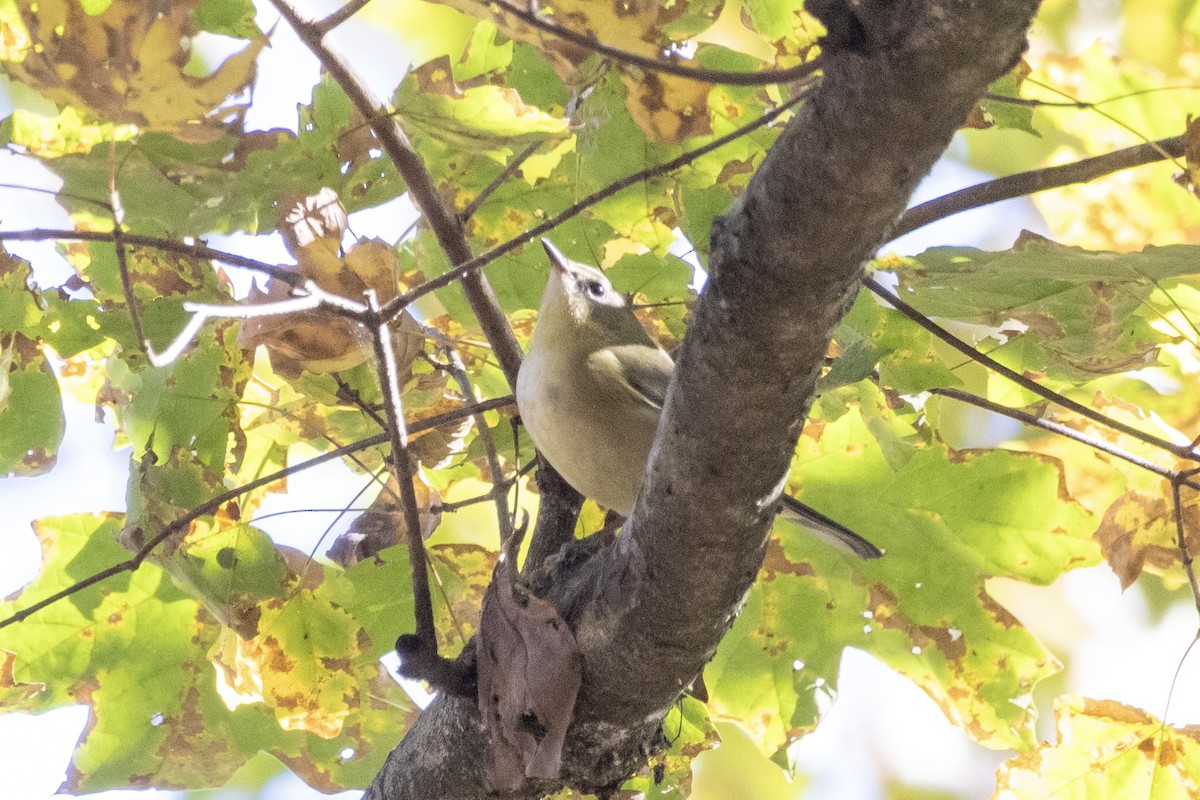 סבכון שחור-גרון - ML644502028