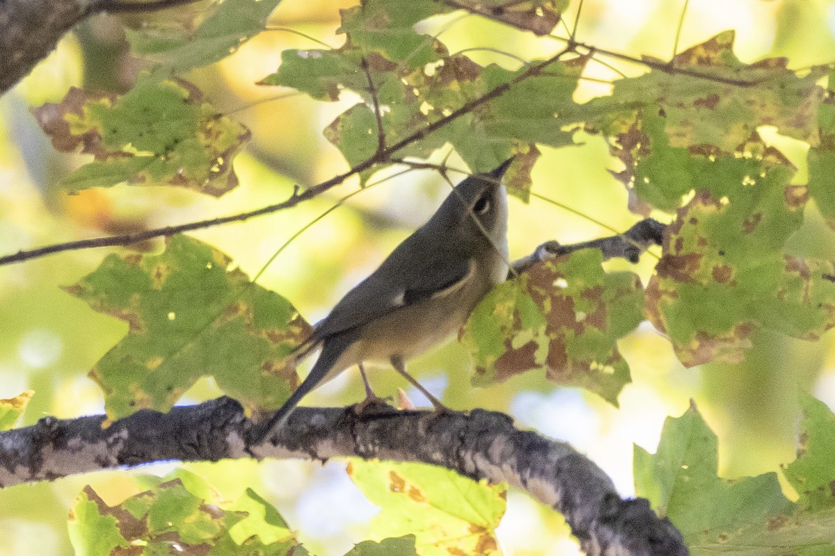 סבכון שחור-גרון - ML644502029