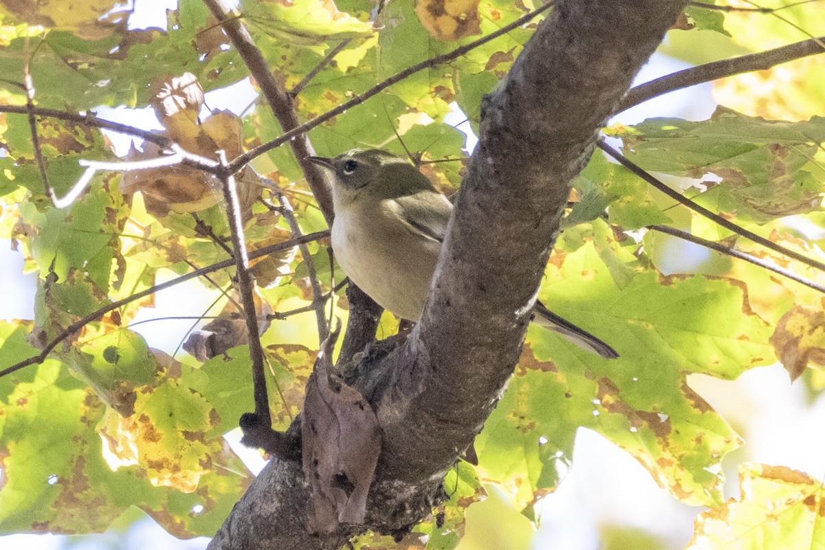 סבכון שחור-גרון - ML644502030
