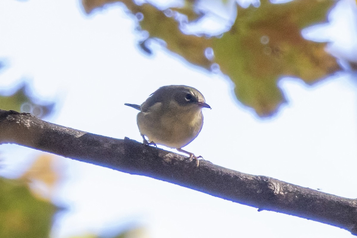 סבכון שחור-גרון - ML644502031
