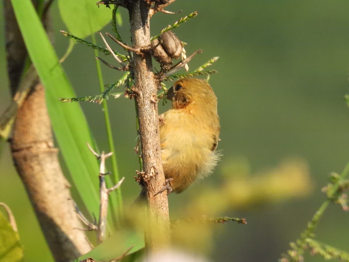 Morelet Tohumculu (morelleti) - ML644502032