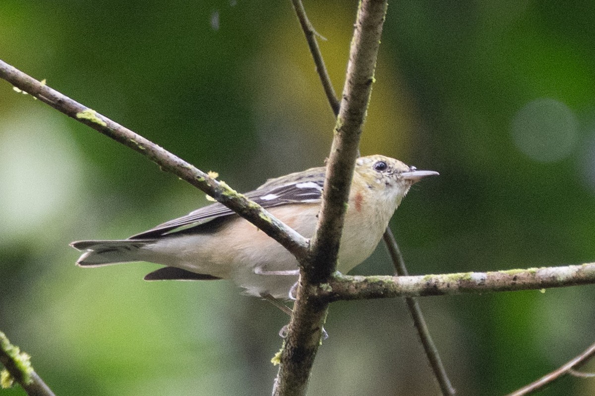 Kestane Gerdanlı Ötleğen - ML644502034