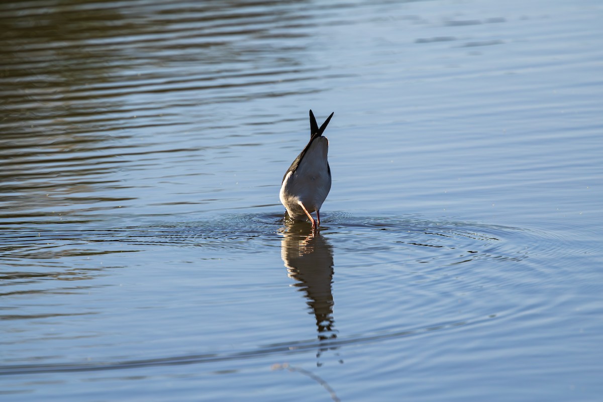Кулик-довгоніг американський - ML644502041