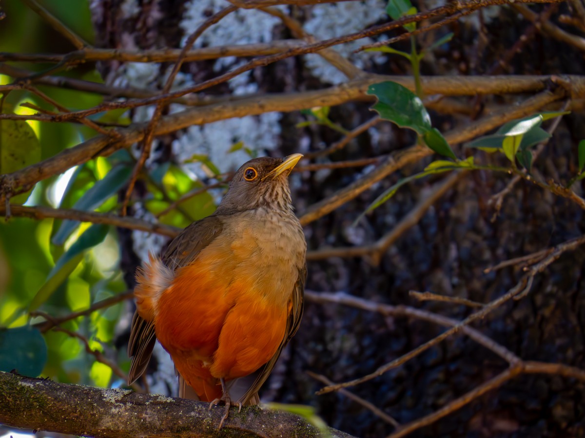 Rufous-bellied Thrush - ML644502044