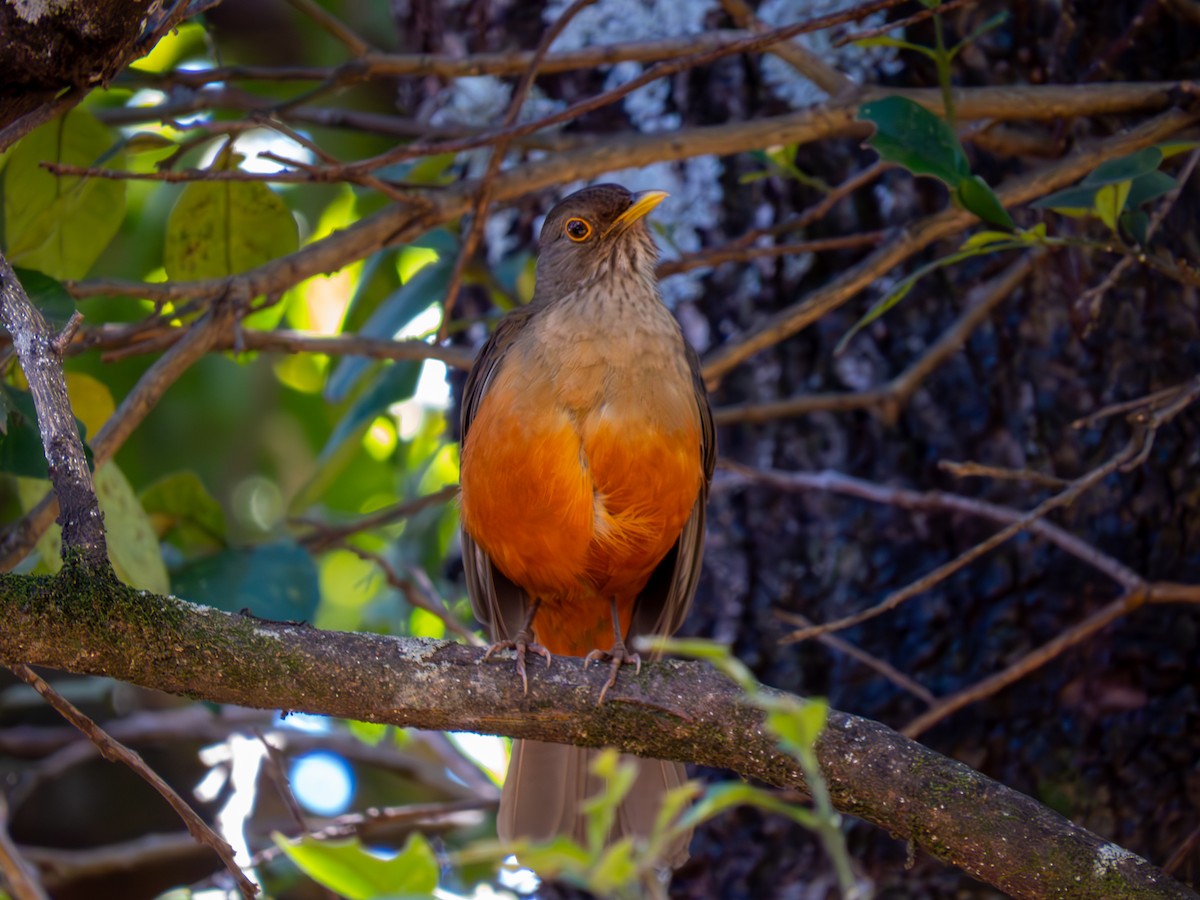 Rufous-bellied Thrush - ML644502045