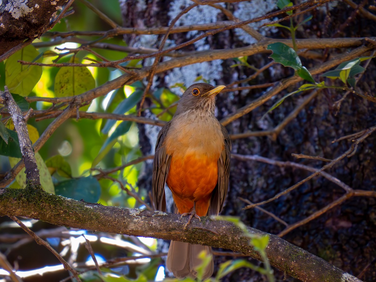 Rufous-bellied Thrush - ML644502046
