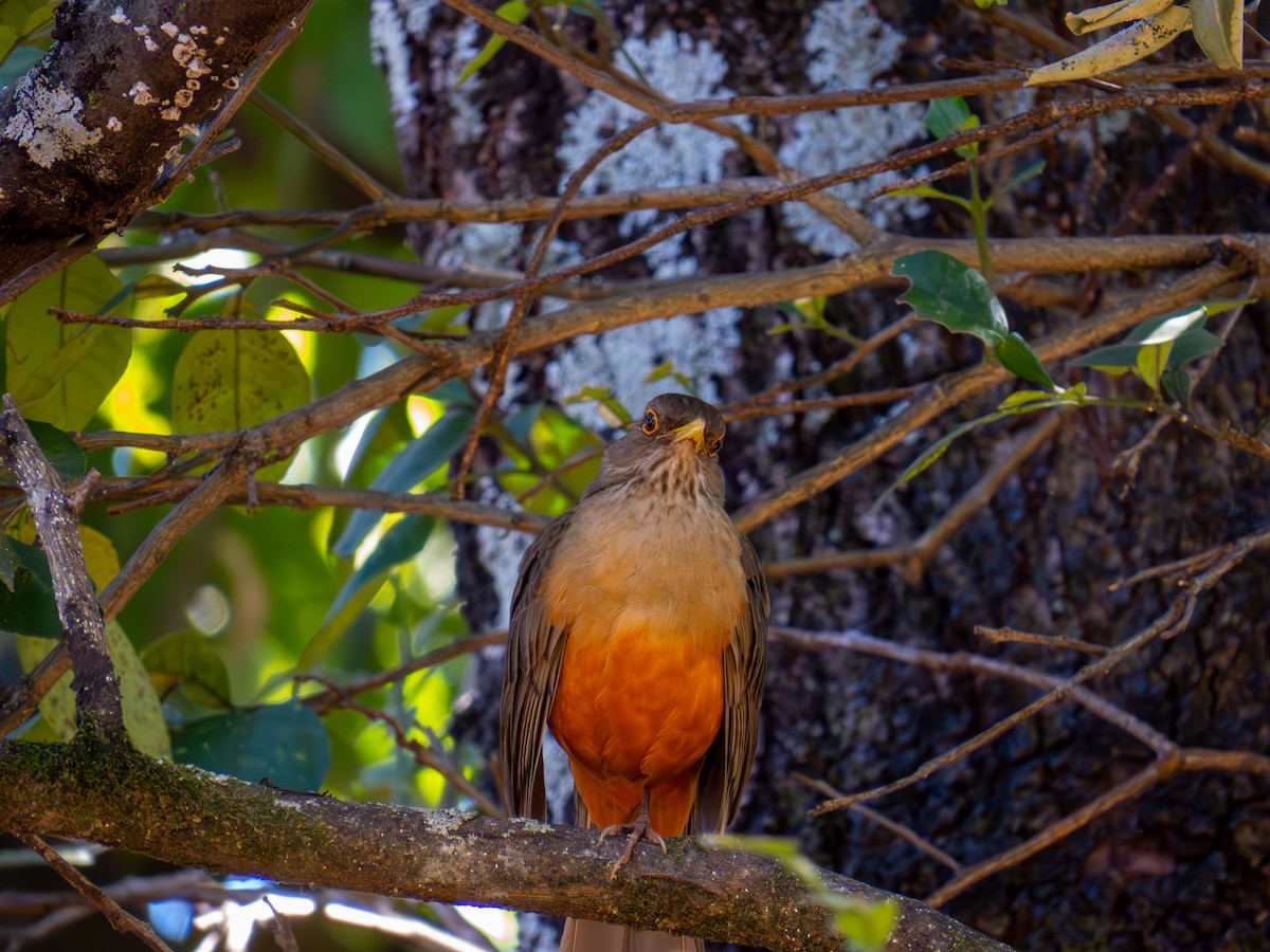 Rufous-bellied Thrush - ML644502047