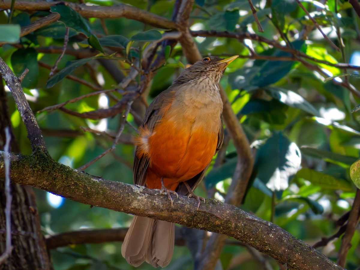 Rufous-bellied Thrush - ML644502048