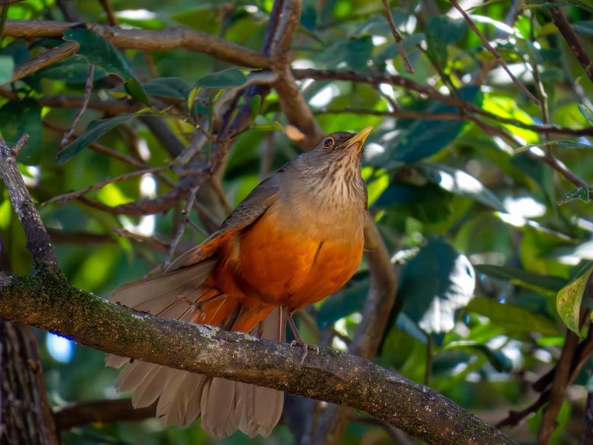 Rufous-bellied Thrush - ML644502049