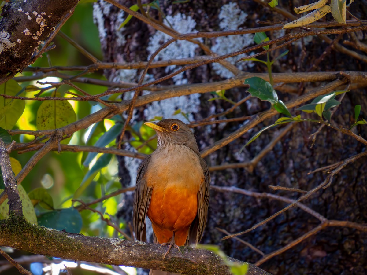 Rufous-bellied Thrush - ML644502050