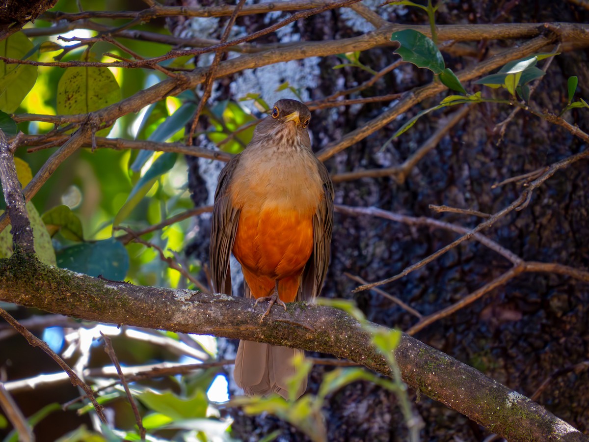 Rufous-bellied Thrush - ML644502051