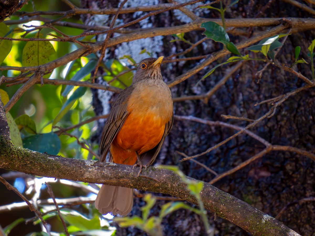 Rufous-bellied Thrush - ML644502053