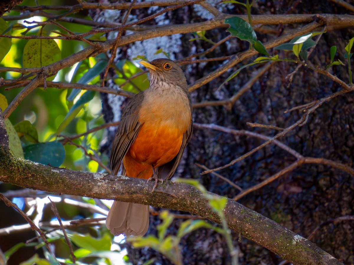 Rufous-bellied Thrush - ML644502054