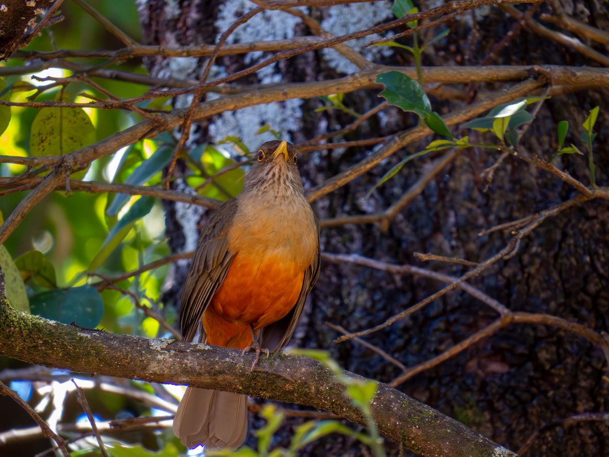 Rufous-bellied Thrush - ML644502055